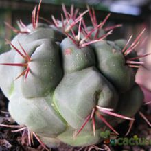 Una foto de Thelocactus hexaedrophorus