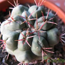 Una foto de Thelocactus hexaedrophorus