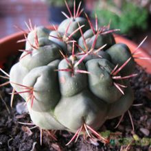 Una foto de Thelocactus hexaedrophorus