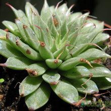 Una foto de Graptopetalum filiferum