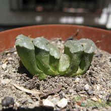 A photo of Haworthia truncata