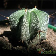 Una foto de Astrophytum ornatum