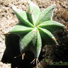 Una foto de Astrophytum ornatum