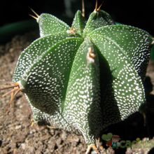 Una foto de Astrophytum ornatum