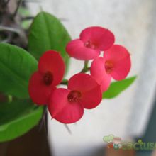 A photo of Euphorbia milii var. milii