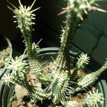Una foto de Euphorbia mammillaris fma. variegada