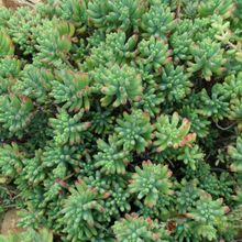 Una foto de Sedum pachyphylum