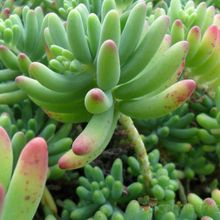 Una foto de Sedum pachyphylum