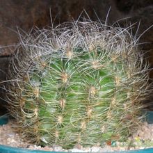 A photo of Eriosyce senilis