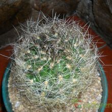 A photo of Eriosyce senilis