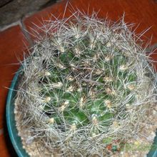 A photo of Eriosyce senilis