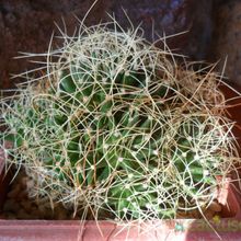 A photo of Mammillaria decipiens ssp. camptotricha