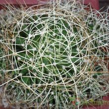 A photo of Mammillaria decipiens ssp. camptotricha
