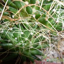 A photo of Mammillaria decipiens ssp. camptotricha