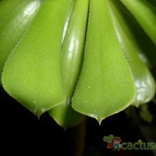 Una foto de Aeonium arboreum
