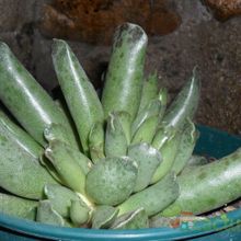 A photo of Adromischus cooperi