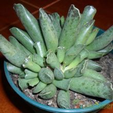 A photo of Adromischus cooperi