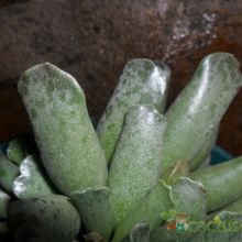 A photo of Adromischus cooperi