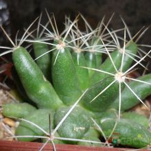 Una foto de Mammillaria longimamma