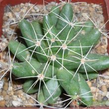 Una foto de Mammillaria longimamma