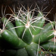 Una foto de Mammillaria longimamma