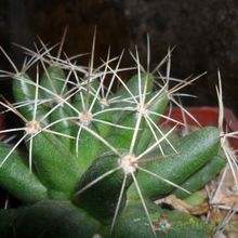Una foto de Mammillaria longimamma