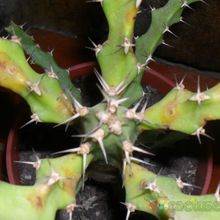 Una foto de Euphorbia evansii  