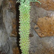 Una foto de Euphorbia clandestina