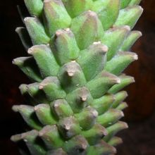 Una foto de Euphorbia clandestina