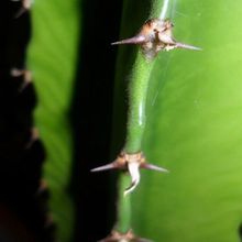 Una foto de Euphorbia deightonii 