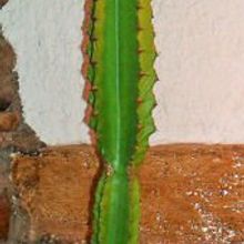 Una foto de Euphorbia deightonii 