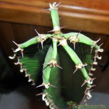 Una foto de Euphorbia deightonii 