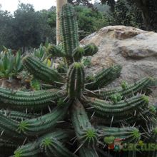 A photo of Euphorbia mammillaris