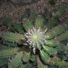 A photo of Euphorbia mammillaris