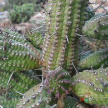 A photo of Euphorbia mammillaris