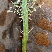 A photo of Euphorbia loricata  