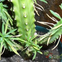 A photo of Euphorbia loricata  