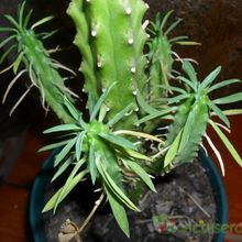 A photo of Euphorbia loricata  