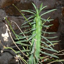 A photo of Euphorbia loricata  