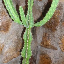 A photo of Euphorbia pseudocactus