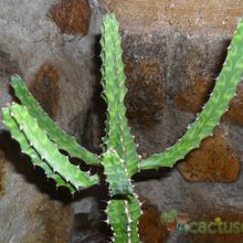 A photo of Euphorbia pseudocactus