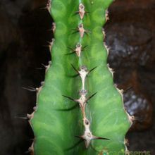 A photo of Euphorbia pseudocactus