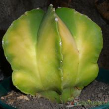 Una foto de Astrophytum myriostigma fma nudum variegado