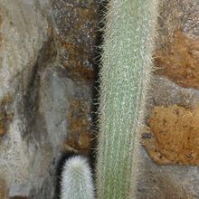 Una foto de Cleistocactus hyalacanthus