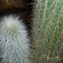 Una foto de Cleistocactus hyalacanthus