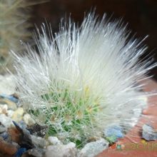 Una foto de Cleistocactus hyalacanthus