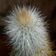 Una foto de Cleistocactus hyalacanthus
