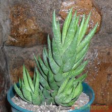 A photo of Haworthia reinwardtii