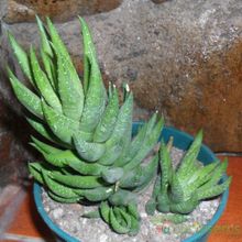 A photo of Haworthia reinwardtii
