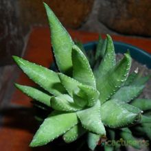 A photo of Haworthia reinwardtii